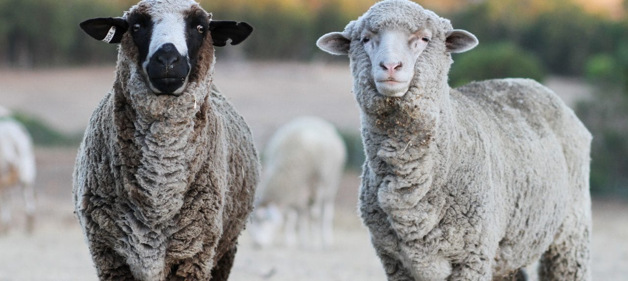 The Flock of Four