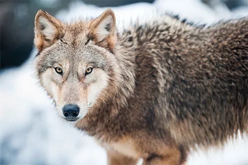 animal_left